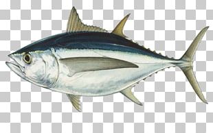 Albacore Bigeye Tuna Atlantic Bluefin Tuna Southern Bluefin Tuna ...