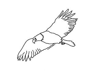 Bald Eagle Drawing PNG, Clipart, Accipitriformes, Animals, Bald Eagle ...