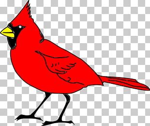 St Louis Cardinals Png 