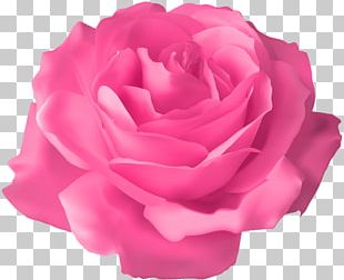 Pink Rose Png Images Pink Rose Clipart Free Download