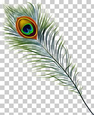 peafowl feather png images peafowl feather clipart free download peafowl feather png images peafowl