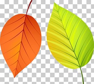 Beautiful Red Autumn Leaves PNG, Clipart, Autumn, Autumn Border, Autumn ...