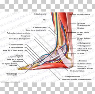 Human Anatomy Muscle Human Body Muscular System PNG, Clipart, Abdomen ...