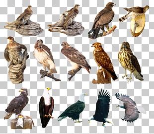 Falcon Birds Animals PNG, Clipart, Animal, Birds, Falcon, Format, Free ...