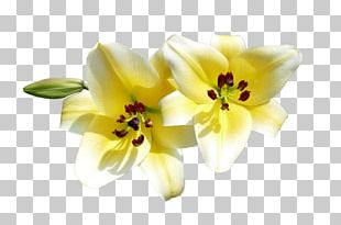 Lilium Flower Petal PNG, Clipart, Clip, Closeup, Cut Flowers, Desktop ...