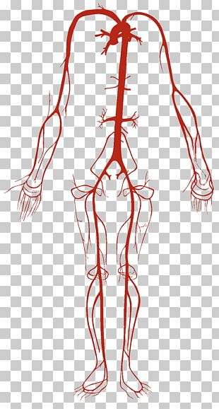 Wiring Diagram Heart Circulatory System Human Body PNG, Clipart, Artery ...