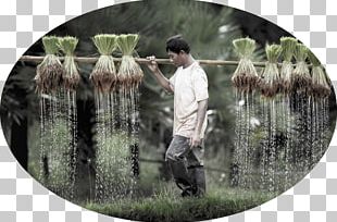 Stock Photography Farmer Agriculture Agribusiness PNG