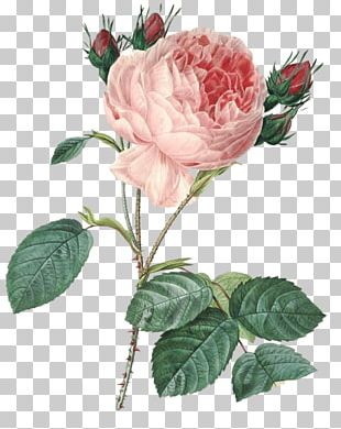 Rose Botany Botanical Illustration Flower Illustration PNG, Clipart ...