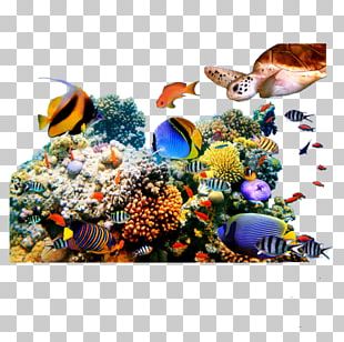 Coral Reef Sea Ocean PNG, Clipart, Aquarium, Aquarium Decor, Background ...