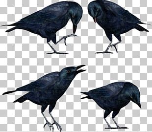 American Crow Bird New Caledonian Crow Rook PNG, Clipart, American Crow ...