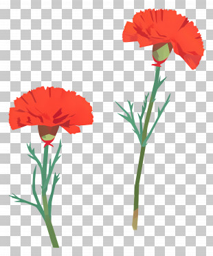 Carnation Flower - Red Carnation Flowers With Delicate Stems PNG