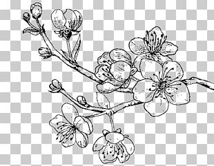 Drawing Cherry Blossom Sweet Cherry PNG, Clipart, Artwork, Black And ...