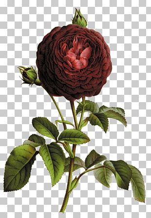 Rose Botany Botanical Illustration Flower Illustration PNG, Clipart ...