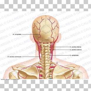 Shoulder Head And Neck Anatomy Human Anatomy PNG, Clipart, Abdomen ...