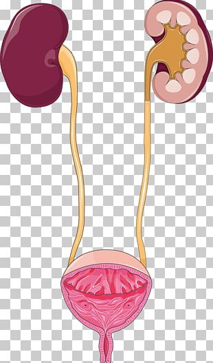 Urinary Bladder Anatomy Excretory System Urine Autonomic Nervous System ...