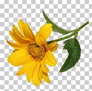 Flower PNG