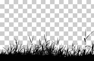 Silhouette Photography PNG