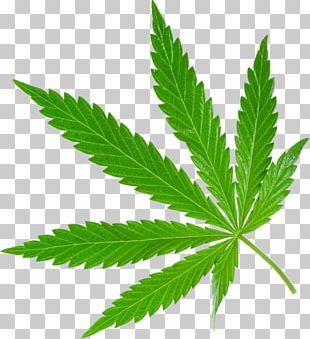 Medical Cannabis Drug Kush Hemp PNG, Clipart, Acapulco Gold, Cannabis ...