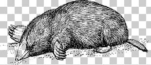 Drawing Mole PNG