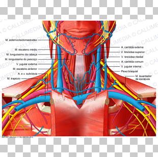 Anatomy Human Body Human Skeleton Drawing Rib PNG, Clipart, Art ...