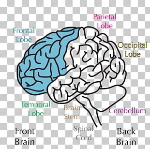 Lobes Of The Brain Frontal Lobe Temporal Lobe Cerebral Cortex PNG ...