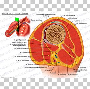 Shoulder Sagittal Plane Biceps Anatomy Coracobrachialis Muscle PNG