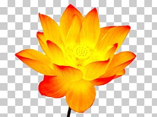 orange lotus flower tattoo