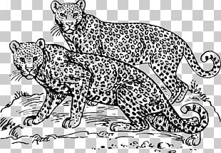 Felidae Amur Leopard PNG