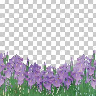 Lavender PNG