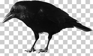 American Crow Common Raven Rook Fish Crow Bird PNG