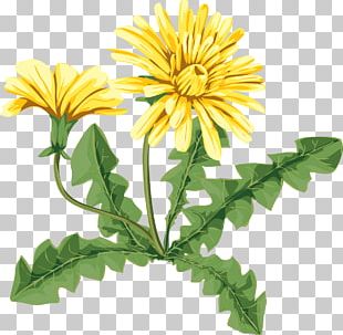 Common Dandelion Flower Drawing Art Oxeye Daisy PNG