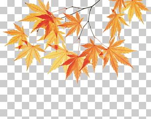 Leaf Maple Leaf Branch PNG, Clipart, Autumn Leaf, Branch, Clip Art ...