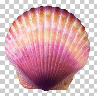 Coral Seashell PNG, Clipart, Branch, Dra, Encapsulated Postscript ...