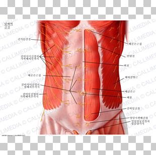 External Intercostal Muscles Internal Intercostal Muscles Intercostal ...