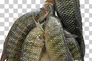 Nile Tilapia Fish Farming Cichlid PNG
