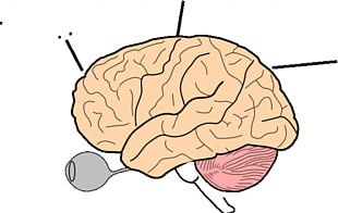 Drawing Human Brain PNG, Clipart, Area, Art, Black And White, Brain ...