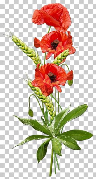 Portable Network Graphics Poppy Desktop PNG