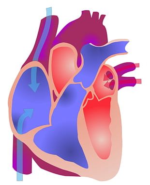 Electrical Conduction System Of The Heart Animation Anatomy Cardiac Cycle PNG