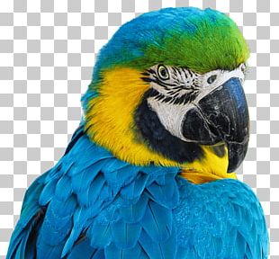 Bird Cockatiel Cockatoo PNG