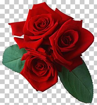 Rose Desktop PNG