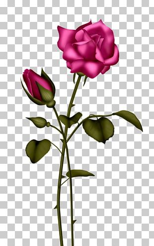 Light Blue Rose Flower PNG
