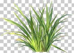 Herbaceous Plant Drawing Child Flower PNG
