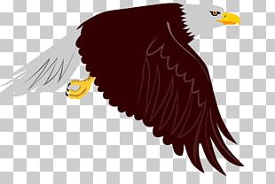 Bald Eagle Bird PNG, Clipart, Accipitriformes, African Fish Eagle ...