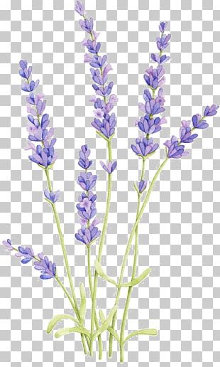 English Lavender Watercolor Painting Drawing Watercolor: Flowers ...