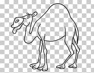 Dromedary Bactrian Camel Drawing Coloring Book PNG