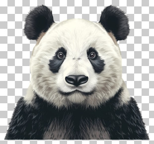 Panda - Giant Panda Wildlife Illustration PNG