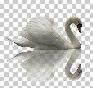 Black Swan Duck Rock Dove PNG, Clipart, Animals, Bird, Columbidae ...