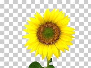 Common Sunflower Sunflower Seed PNG