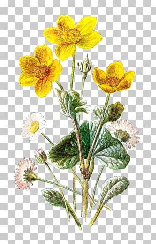 Hybrid Tea Rose Botanical Illustration Botany Flower PNG, Clipart ...