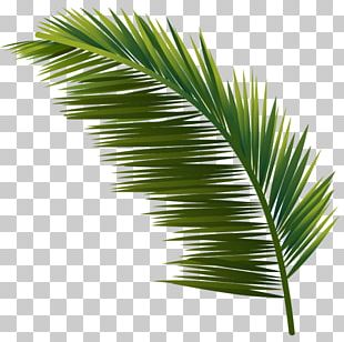 Tropics Leaf Plant Arecaceae PNG, Clipart, Arecaceae, Commodity, Green ...